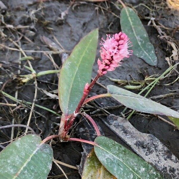 Persicaria amphibia Blomma