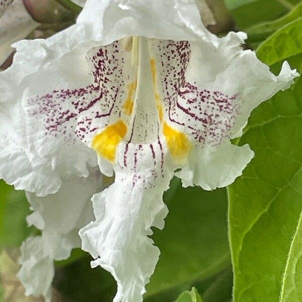 Catalpa bignonioides Kvet