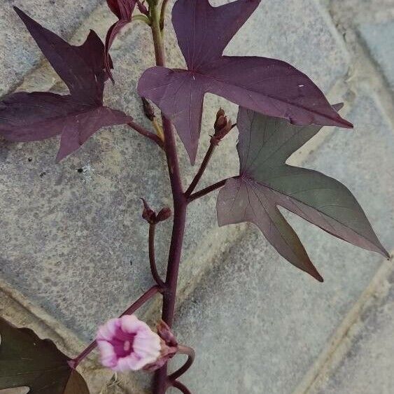 Ipomoea batatas Blad