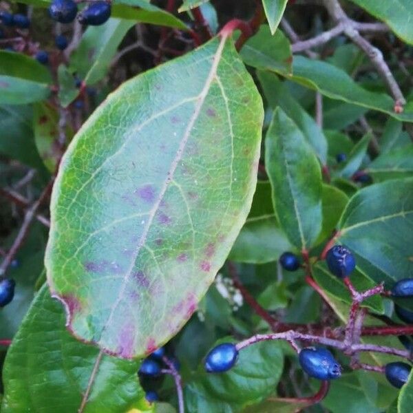 Viburnum tinus Ліст