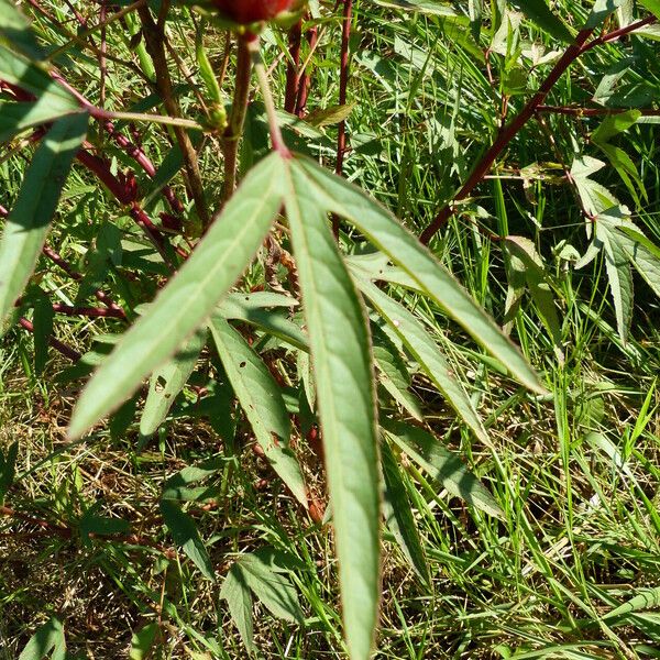 Hibiscus sabdariffa Blatt