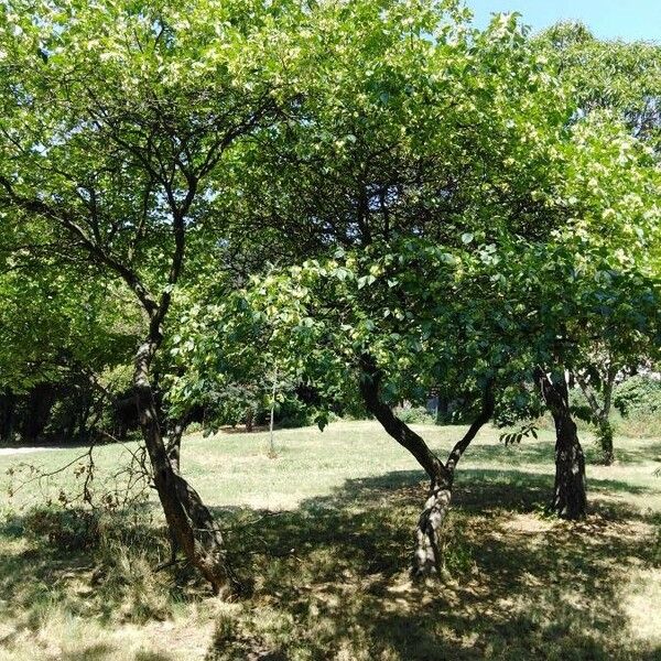 Ptelea trifoliata Habitatea