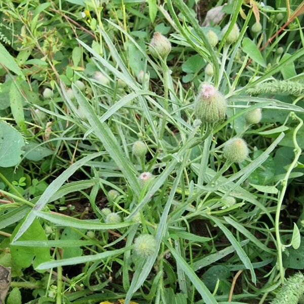 Erigeron bonariensis Fleur