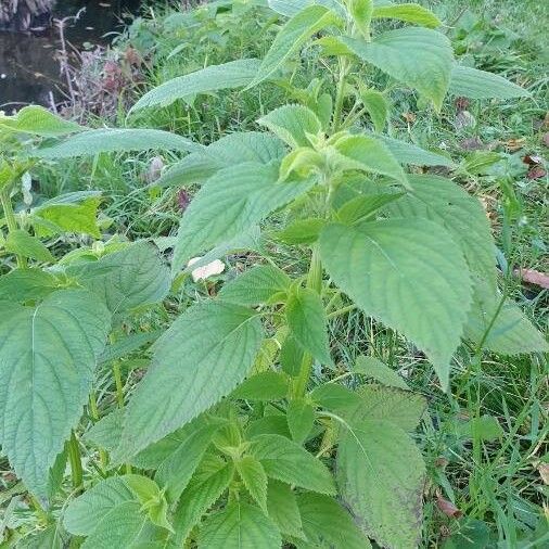 Salvia hispanica Hábito