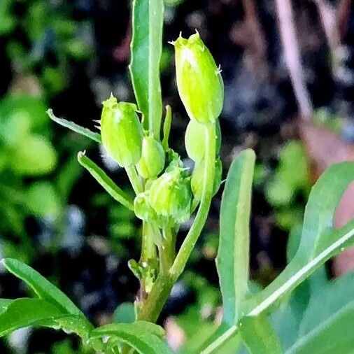 Diplotaxis tenuifolia Drugo