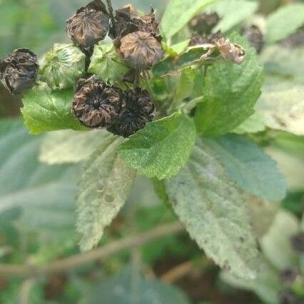 Lippia alba Lapas