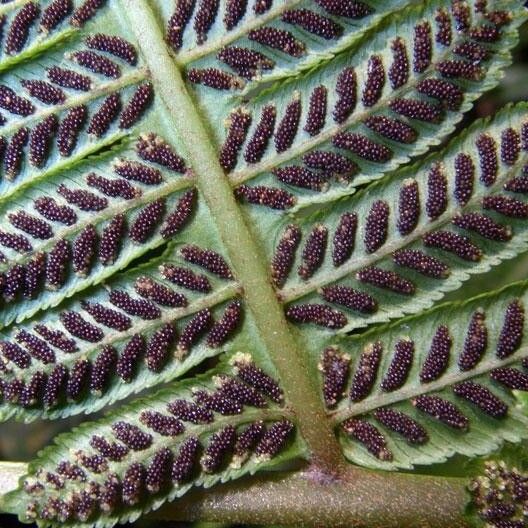 Diplazium lindbergii