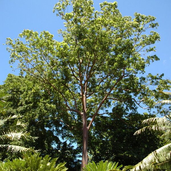 Eucalyptus deglupta आदत