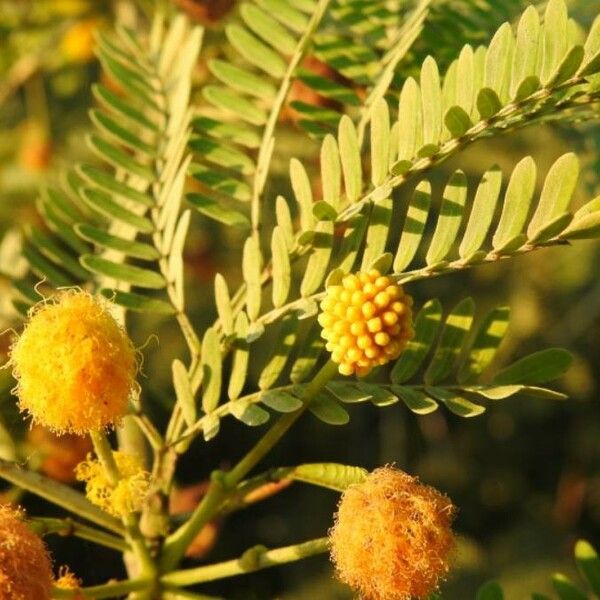 Acacia farnesiana Fleur