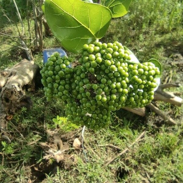 Premna serratifolia Φρούτο