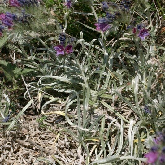 Echium albicans Hábito