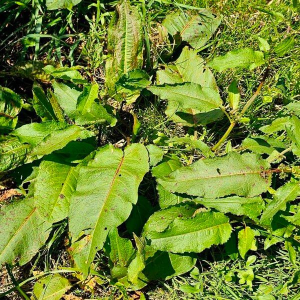 Rumex conglomeratus Ďalší