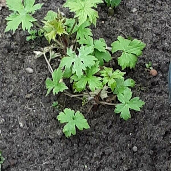 Geranium sibiricum Lehti