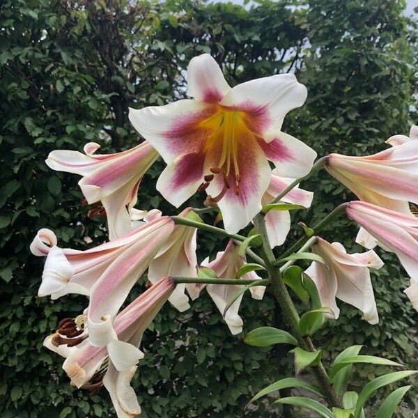 Lilium regale आदत