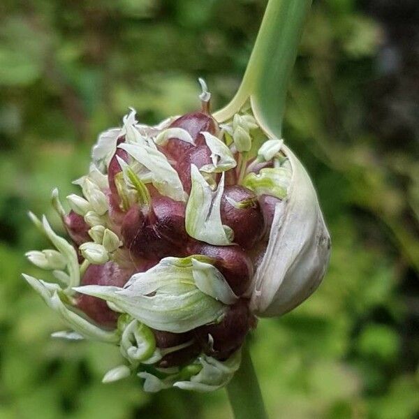 Allium sativum Ovoce