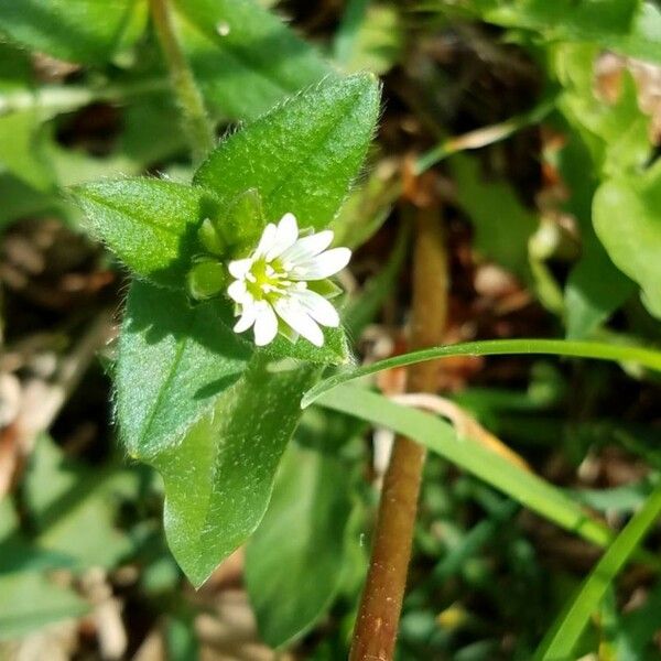 Cerastium fontanum Çiçek