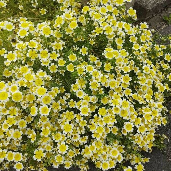 Limnanthes douglasii Blüte