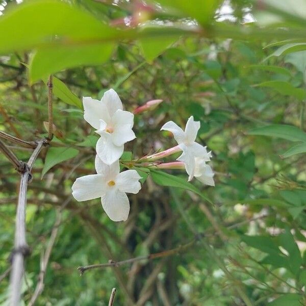 Jasminum grandiflorum Flower