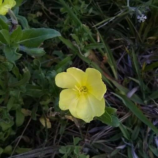 Oenothera laciniata Цветок