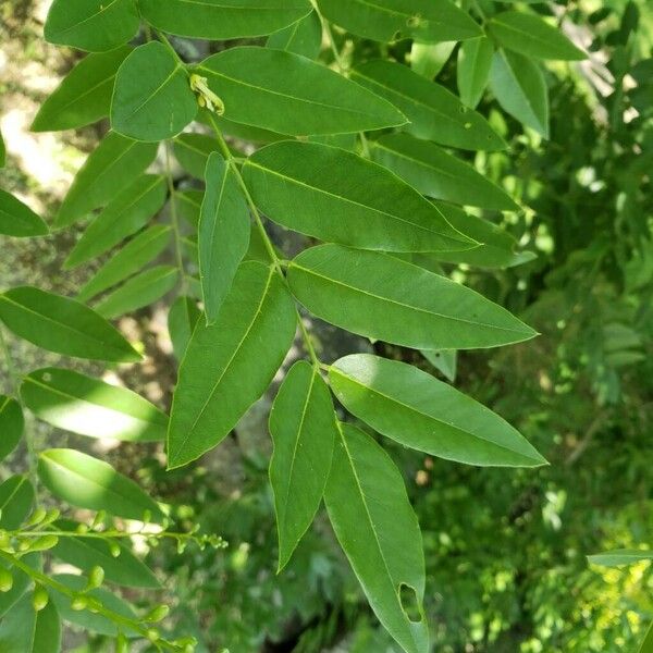 Styphnolobium japonicum Leaf
