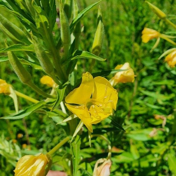 Oenothera villosa ফুল