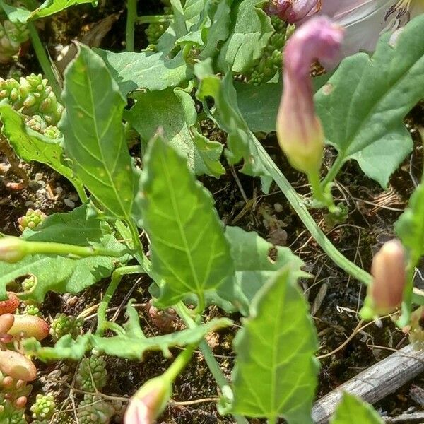 Convolvulus arvensis List