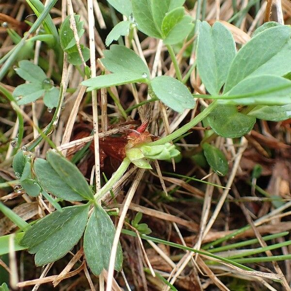 Sibbaldia procumbens Агульны выгляд