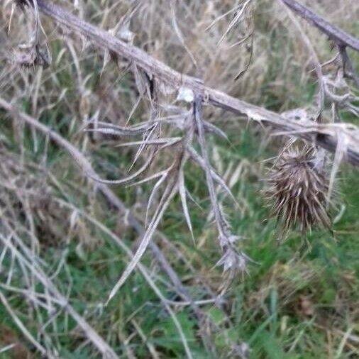 Cirsium vulgare Blad