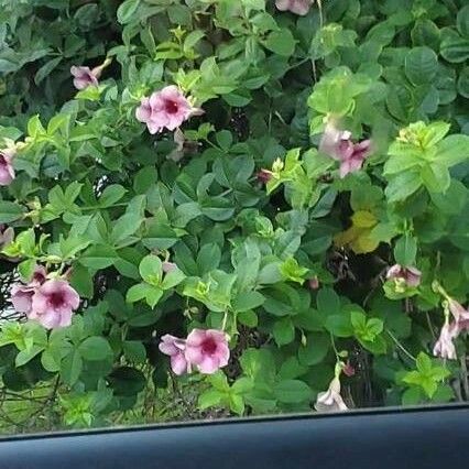 Allamanda blanchetii Flower