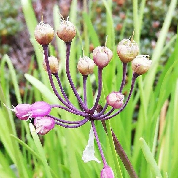 Allium cernuum Květ