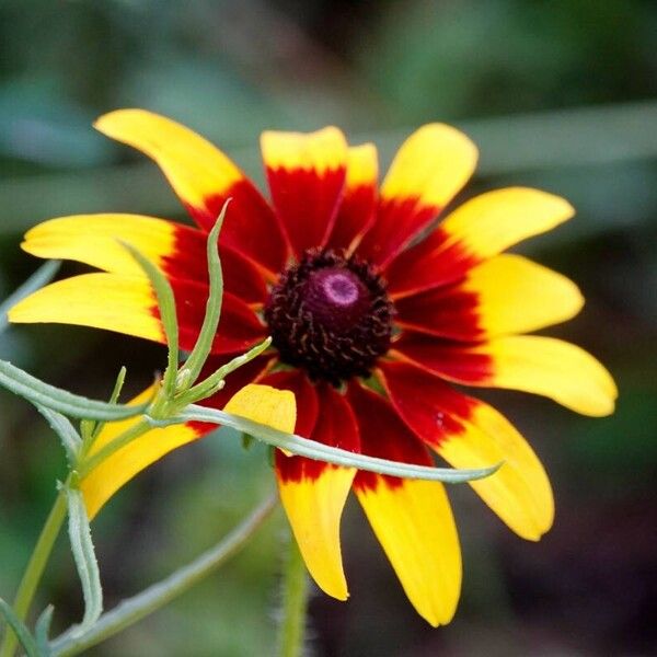 Rudbeckia hirta Other