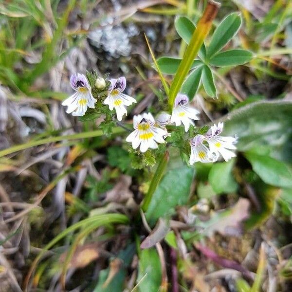 Euphrasia alpina Kwiat