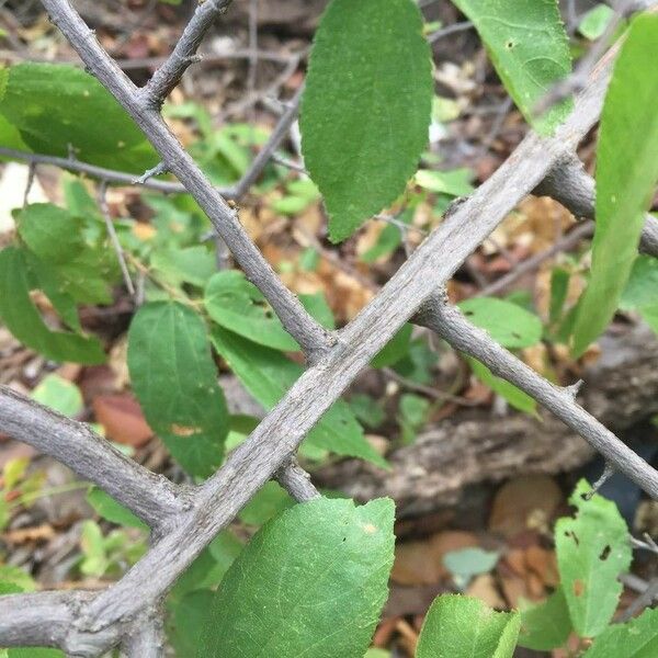 Grewia flavescens Cortiza