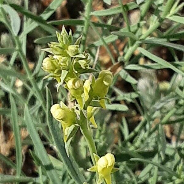 Linaria supina Blomst