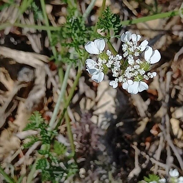 Caucalis platycarpos Blüte