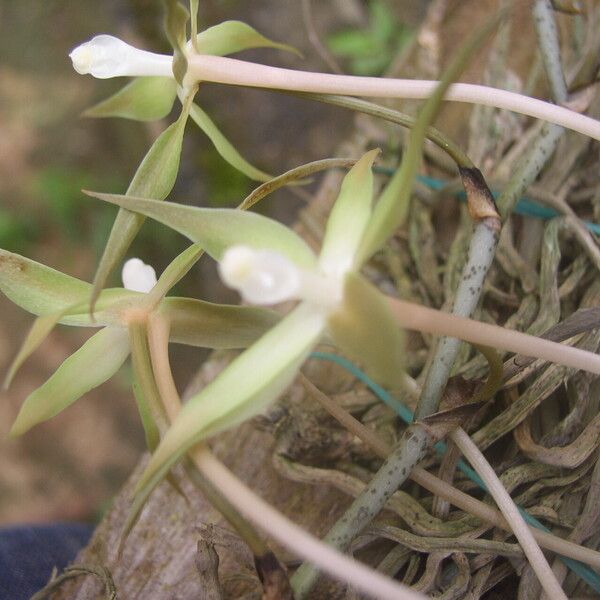 Aerangis bouarensis 花