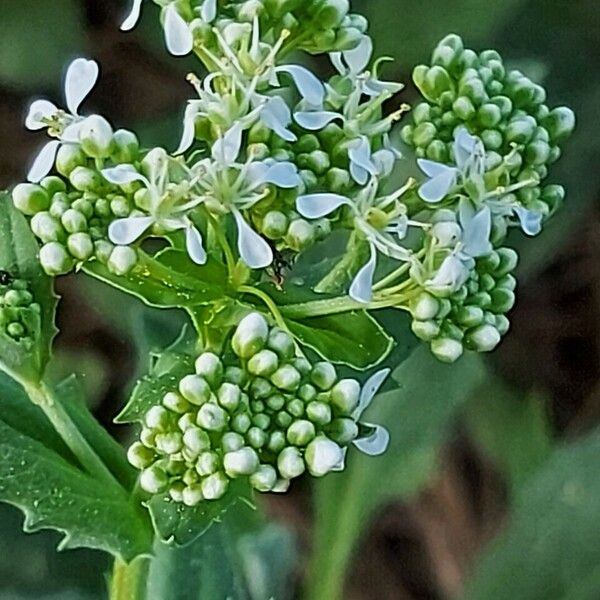 Lepidium draba Flower