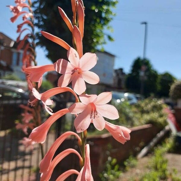 Watsonia meriana Flors