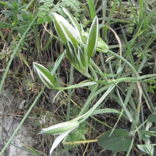 Ornithogalum umbellatum Virág