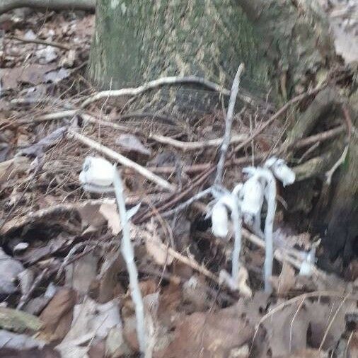 Monotropa uniflora Folio