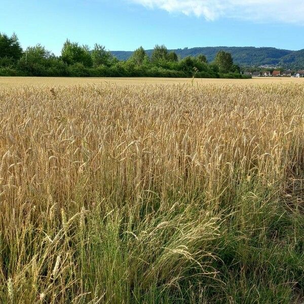 Triticum aestivum Alkat (teljes növény)