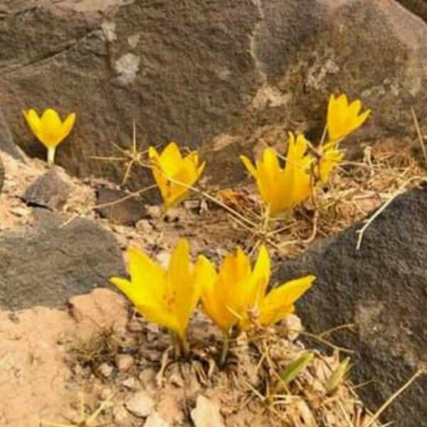 Sternbergia clusiana Õis