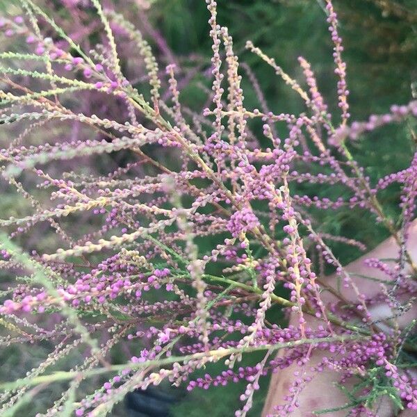 Tamarix ramosissima Flower