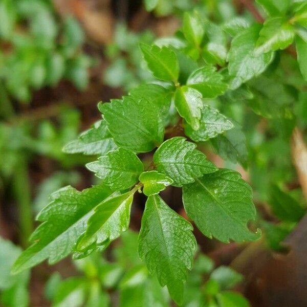 Pilea urticifolia List