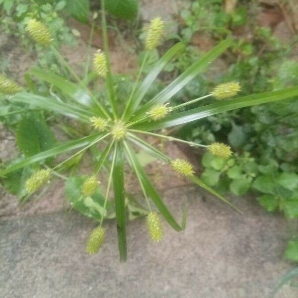 Cyperus alopecuroides Leaf