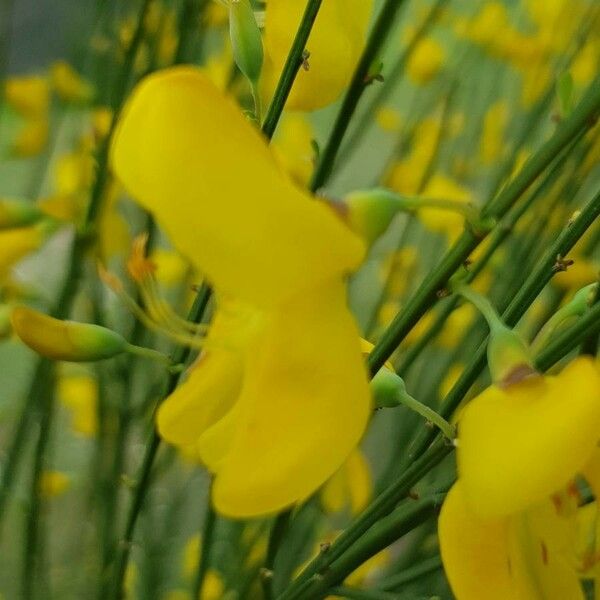 Cytisus scoparius Blomst