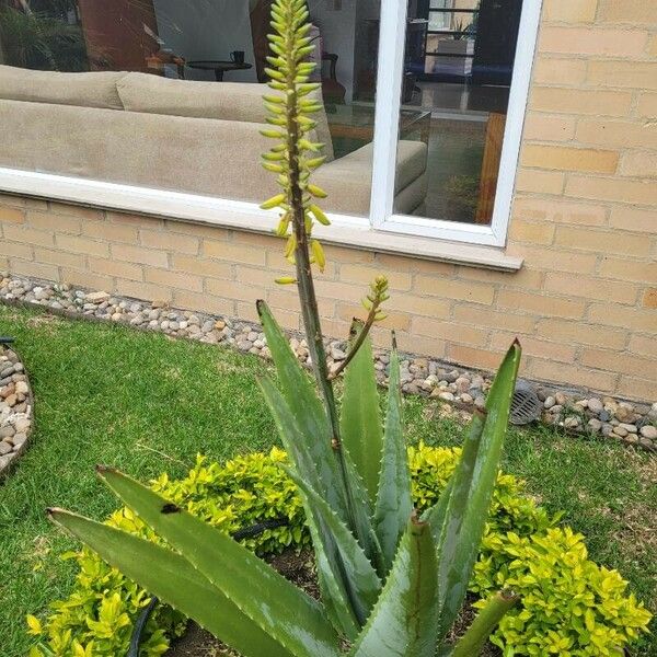 Aloe vera Flower