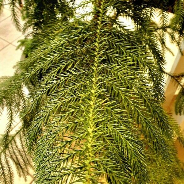 Araucaria heterophylla पत्ता