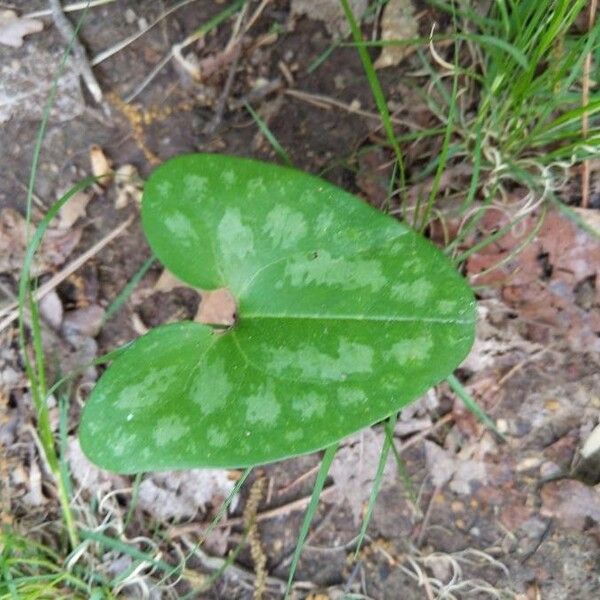 Hexastylis arifolia Blatt