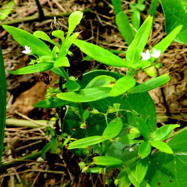 Oldenlandia corymbosa Habitus